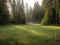 Oznakowane działki budowlane przy lesie, z mgłą unoszącą się nad trawą, pokazują, dlaczego działki budowlane przy lasach mogą zostać uznane za tereny zielone.
