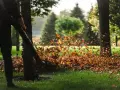 Co zrobić z liśćmi na działce? Sprawdź skuteczne sposoby na ich wykorzystanie