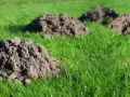 Ile kretów może być na działce? Odkryj, co wpływa na ich liczbę