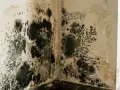 Grzyb na ścianie to efekt najczęstszych błędów przy termomodernizacji bloków. Wilgoć i pleśń niszczą mieszkania.