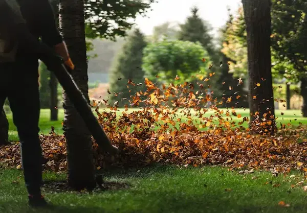 Co zrobić z liśćmi na działce? Sprawdź skuteczne sposoby na ich wykorzystanie