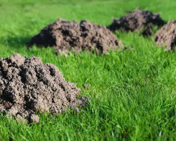 Ile kretów może być na działce? Odkryj, co wpływa na ich liczbę