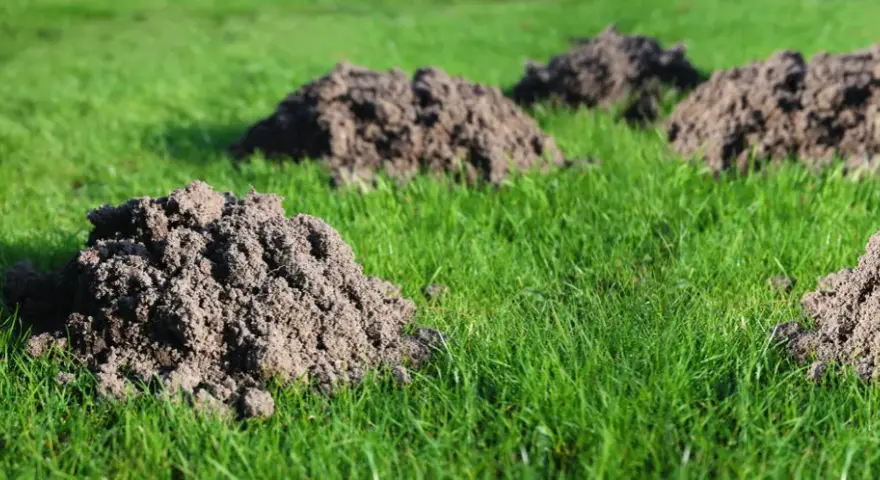 Ile kretów może być na działce? Odkryj, co wpływa na ich liczbę