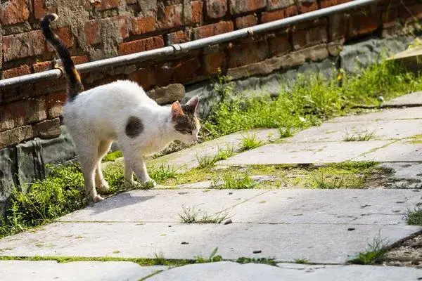 Zdjęcie Jak skutecznie zapobiec znaczeniu terenu przez kocura?