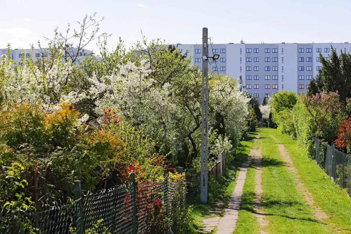 Wiosna na działkach ROD. Czy działki ROD zostaną zlikwidowane pod budownictwo społeczne w 2026 roku? Kwitnące drzewa i zielona ścieżka.